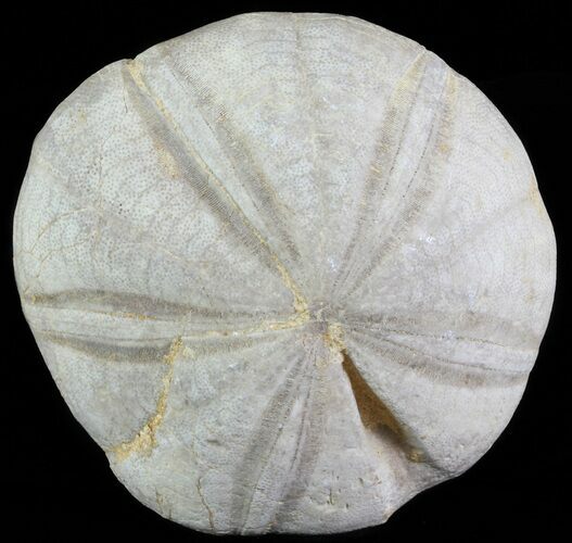 Jurassic Sea Urchin (Clypeus plotti) - England #65847